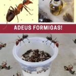 Como acabar com as formigas em sua casa