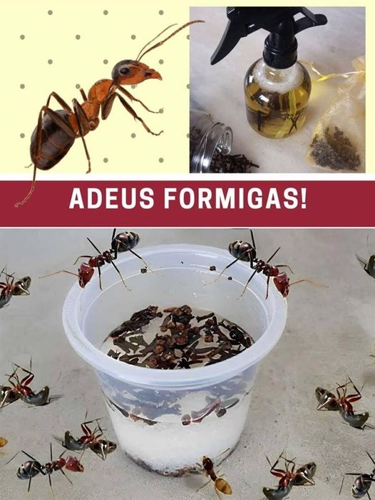 Como acabar com as formigas em sua casa